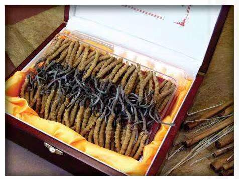 密山冬虫夏草回收